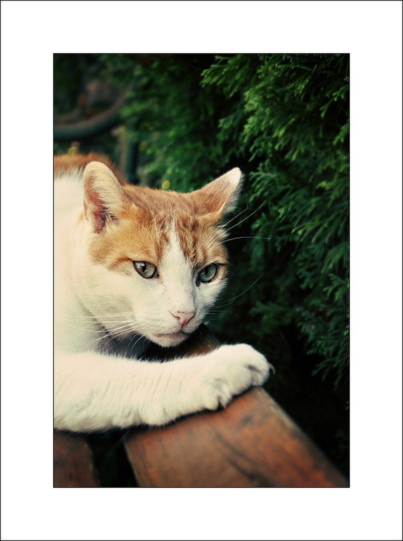 catlook by Anja