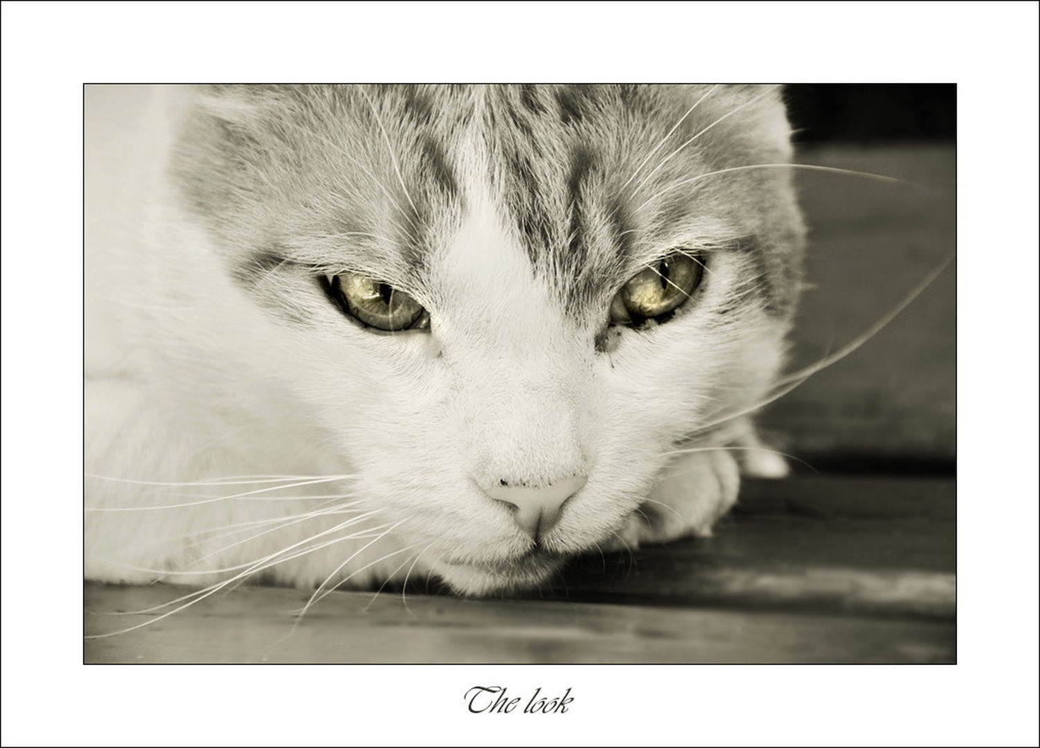 The look by Anja