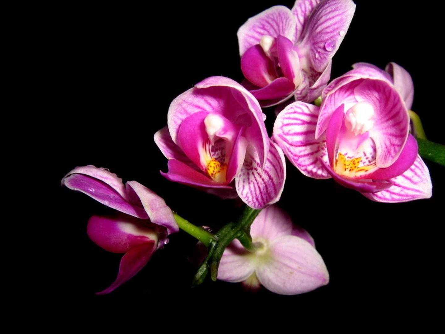 Flower by Ema Kuster