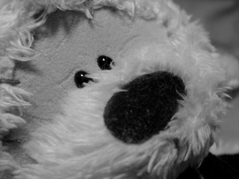 my my teddy bear by Ema Kuster