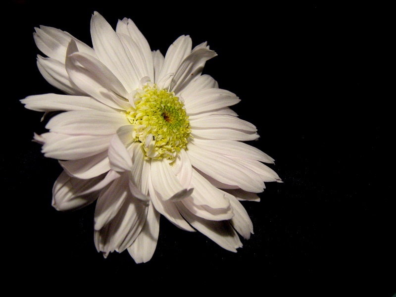 Just a flower by Ema Kuster