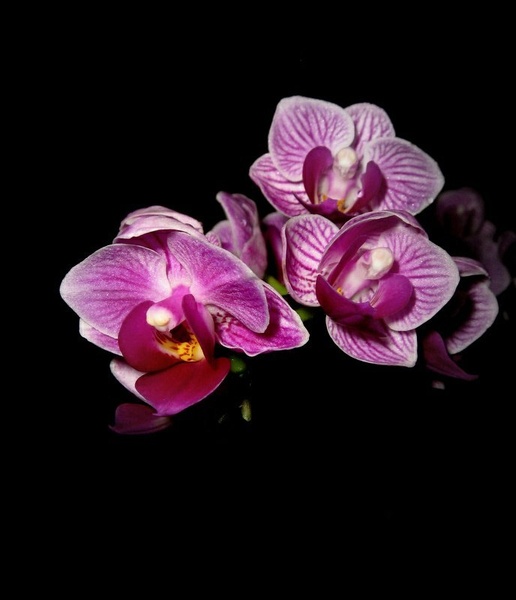 More flowers. by Ema Kuster