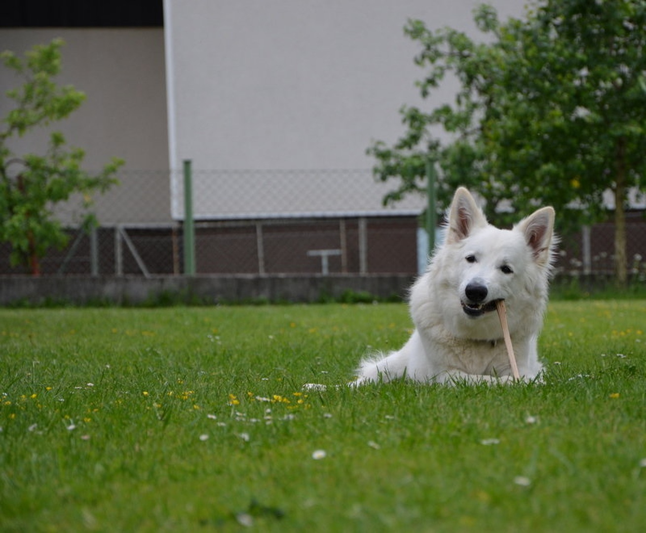 My Doggy by Ema Kuster