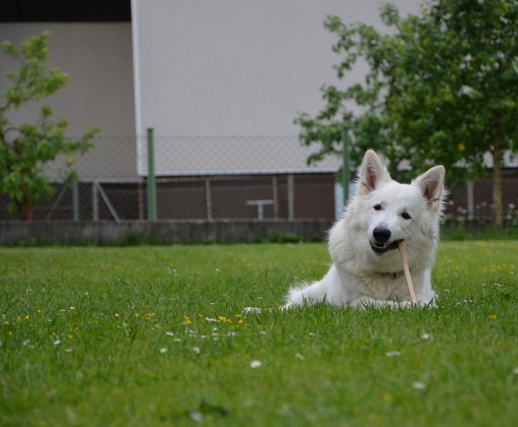 My Doggy by Ema Kuster