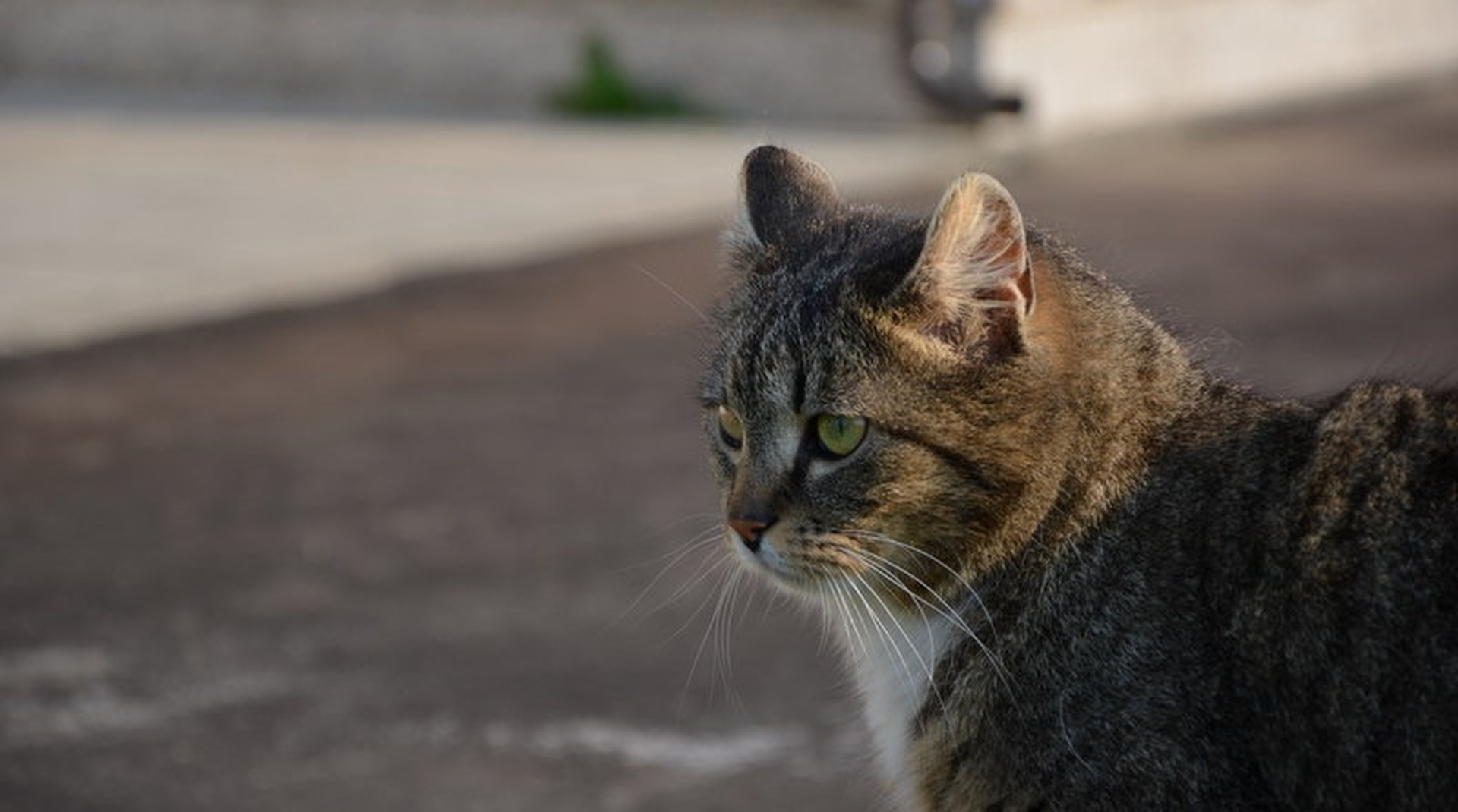 Cat. by Ema Kuster