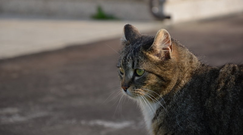 Cat. by Ema Kuster