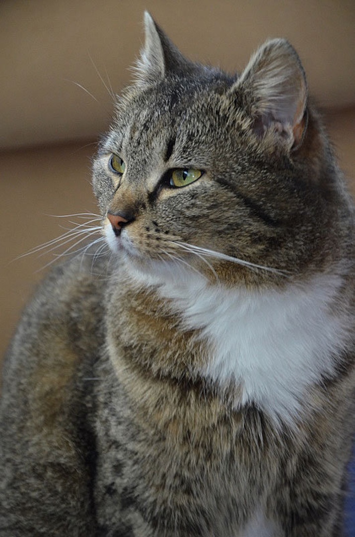 Cat look. by Ema Kuster
