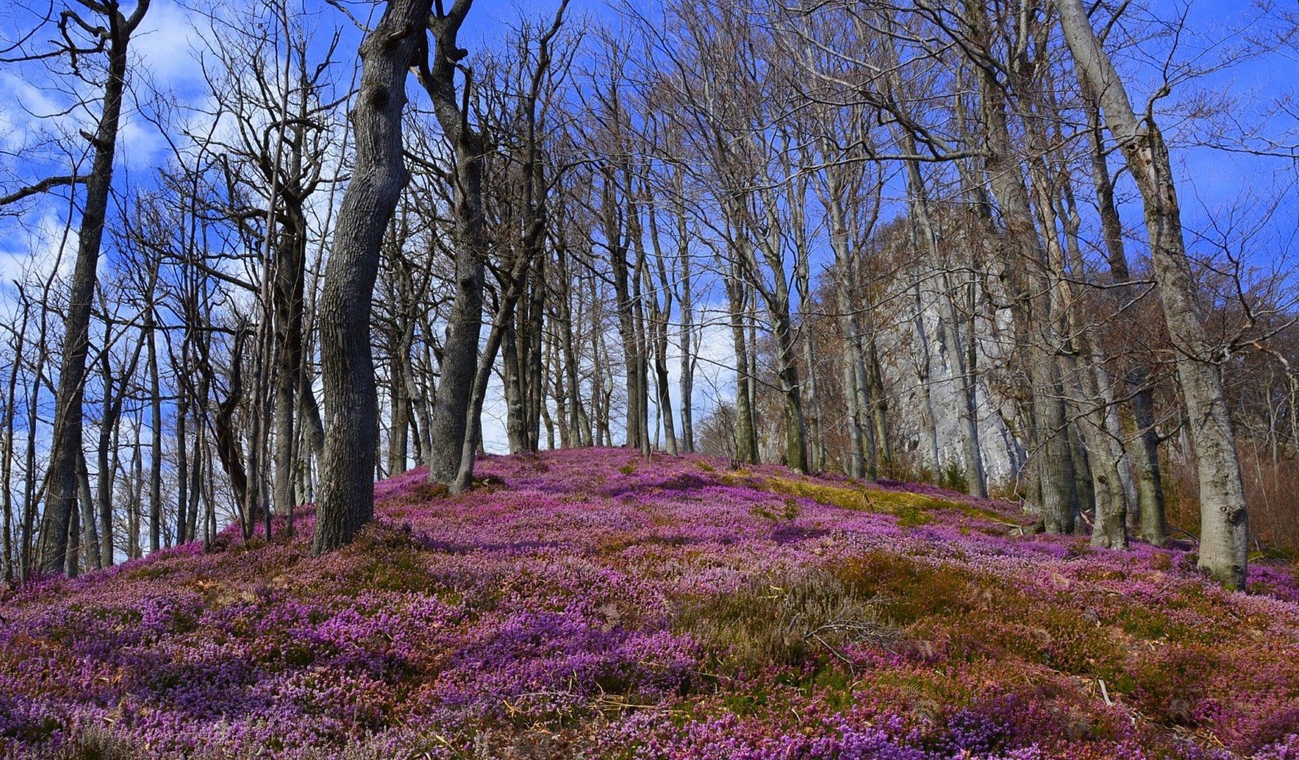 Vijolčna raspodija by mirko pajenk