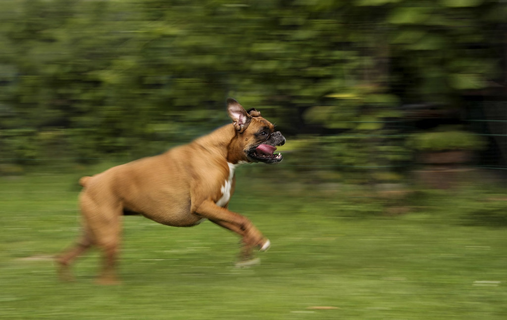 Speed by Bojan Morela