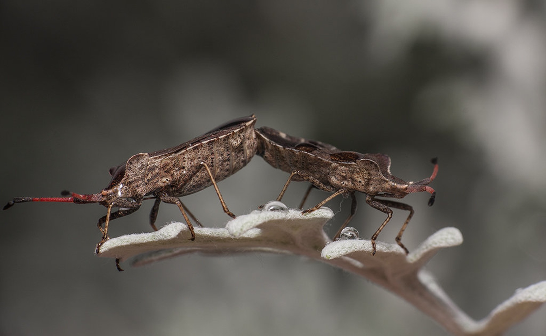 V dvoje je lepše by Bojan Morela