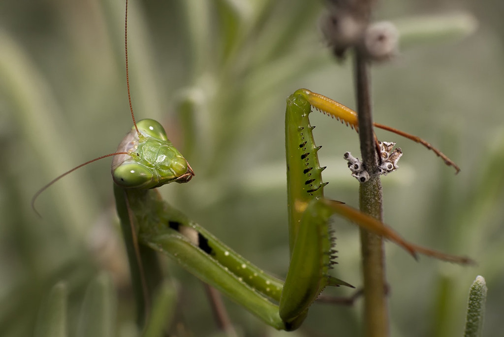 hello by Bojan Morela