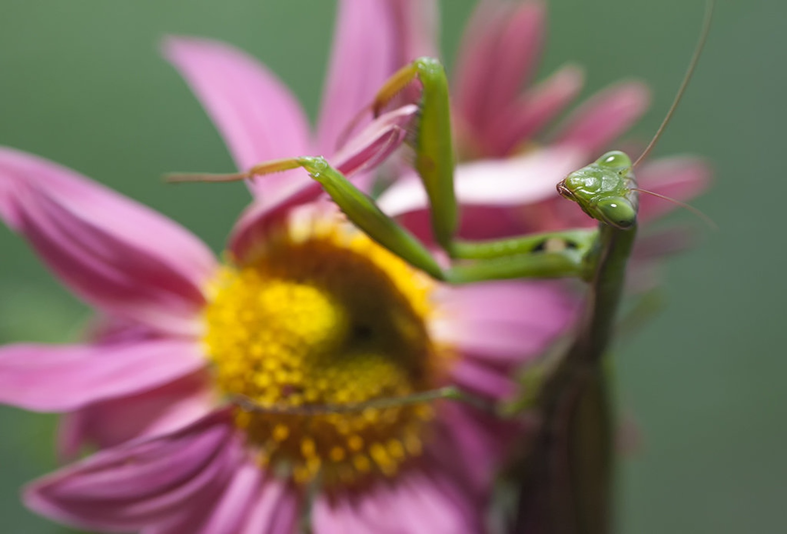 Hello II by Bojan Morela