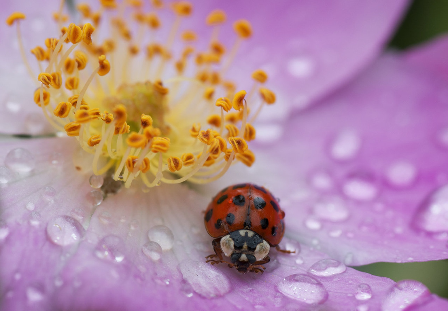 Ladybird by Bojan Morela
