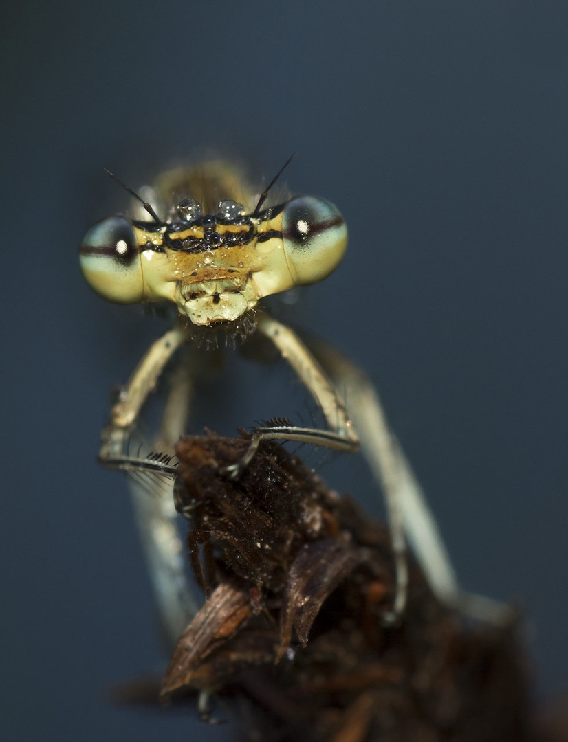 Gledam te by Bojan Morela