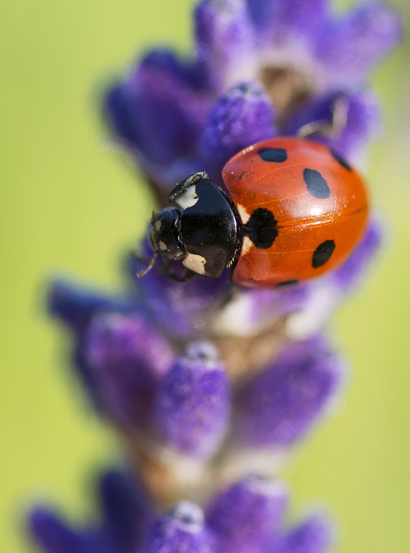 mmmm lavander by Bojan Morela