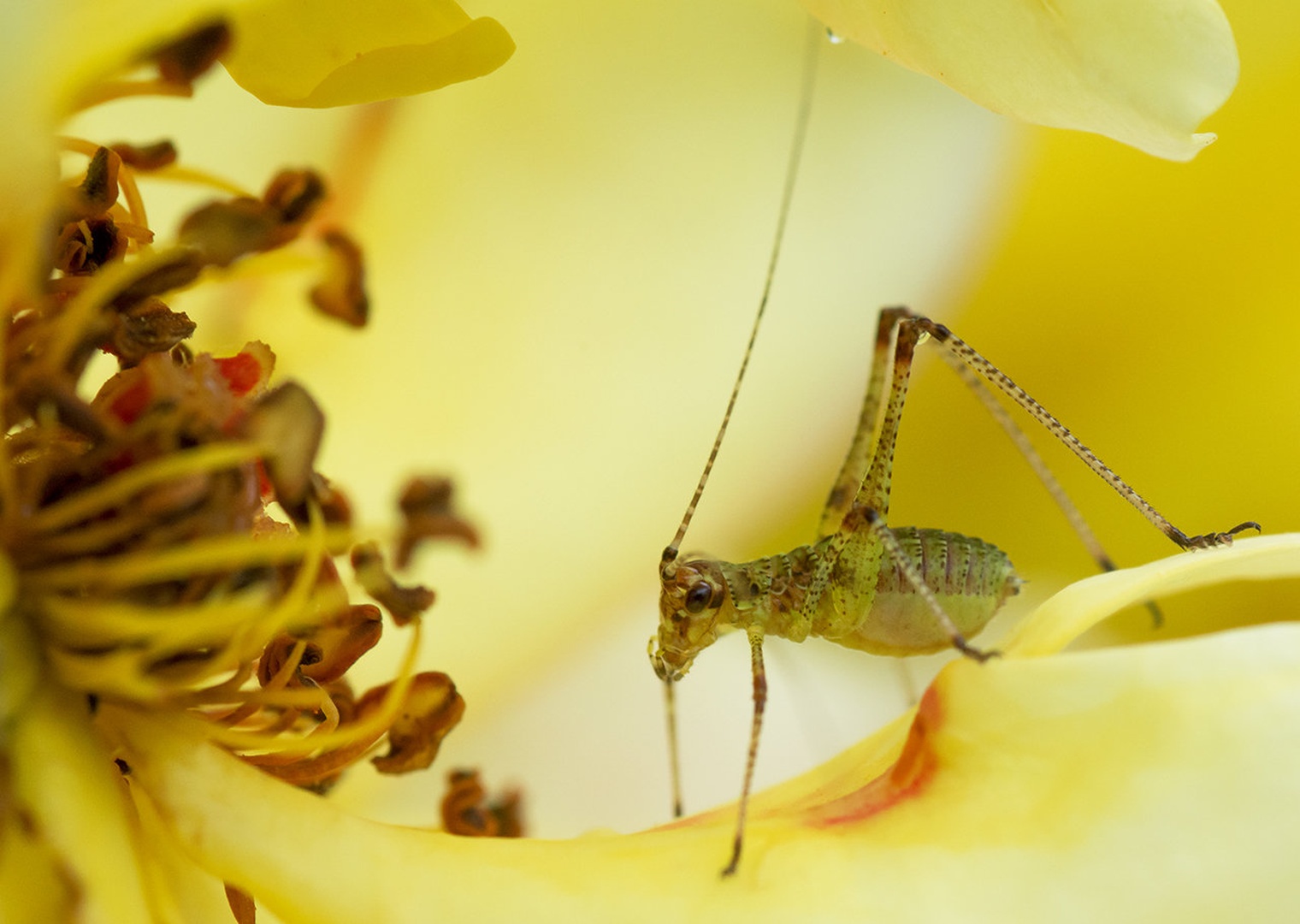 mal hipnotizirana by Bojan Morela