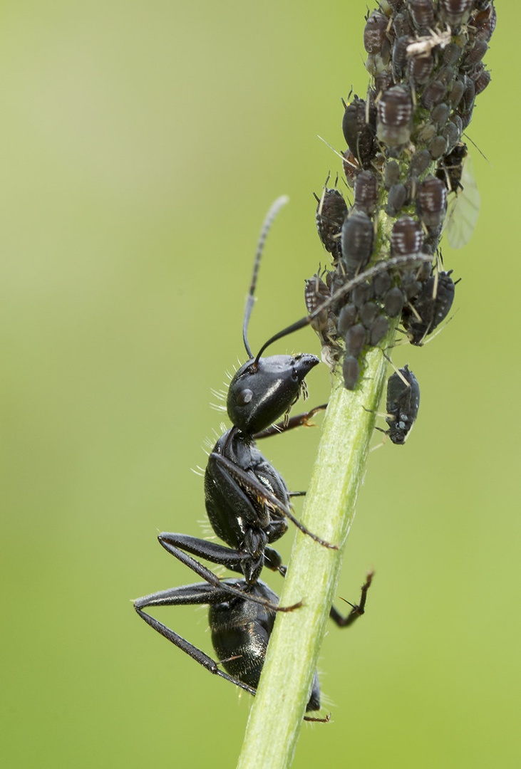 dobra letina by Bojan Morela