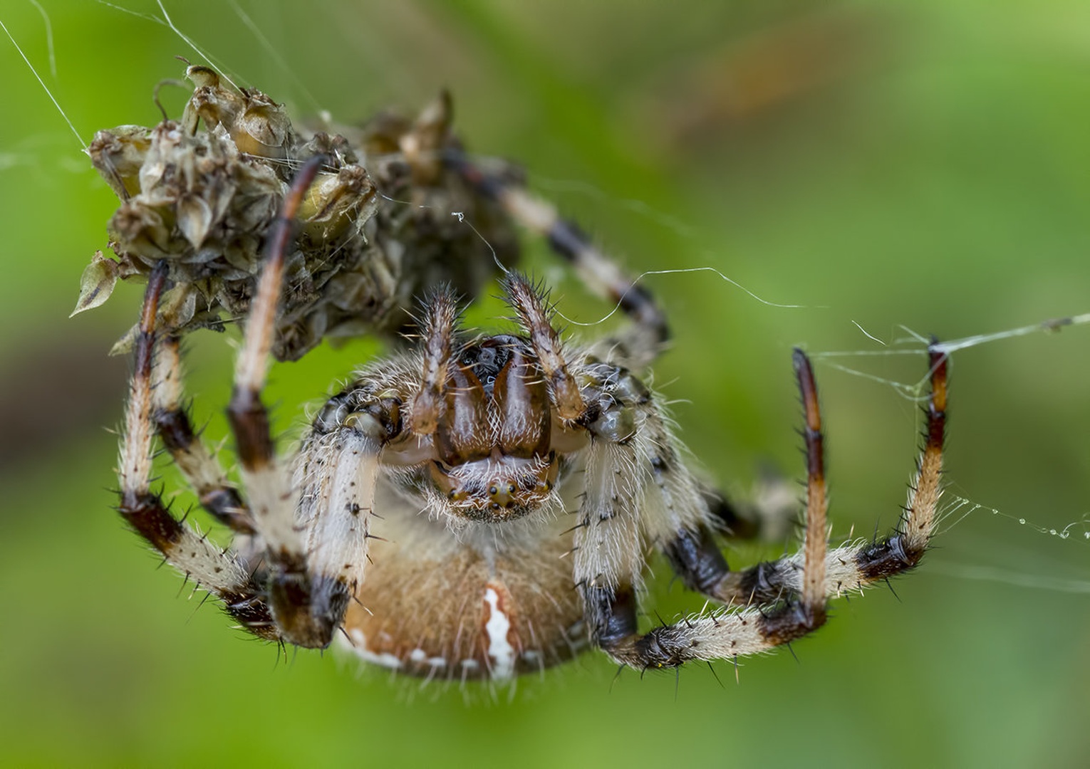 scary spider by Bojan Morela