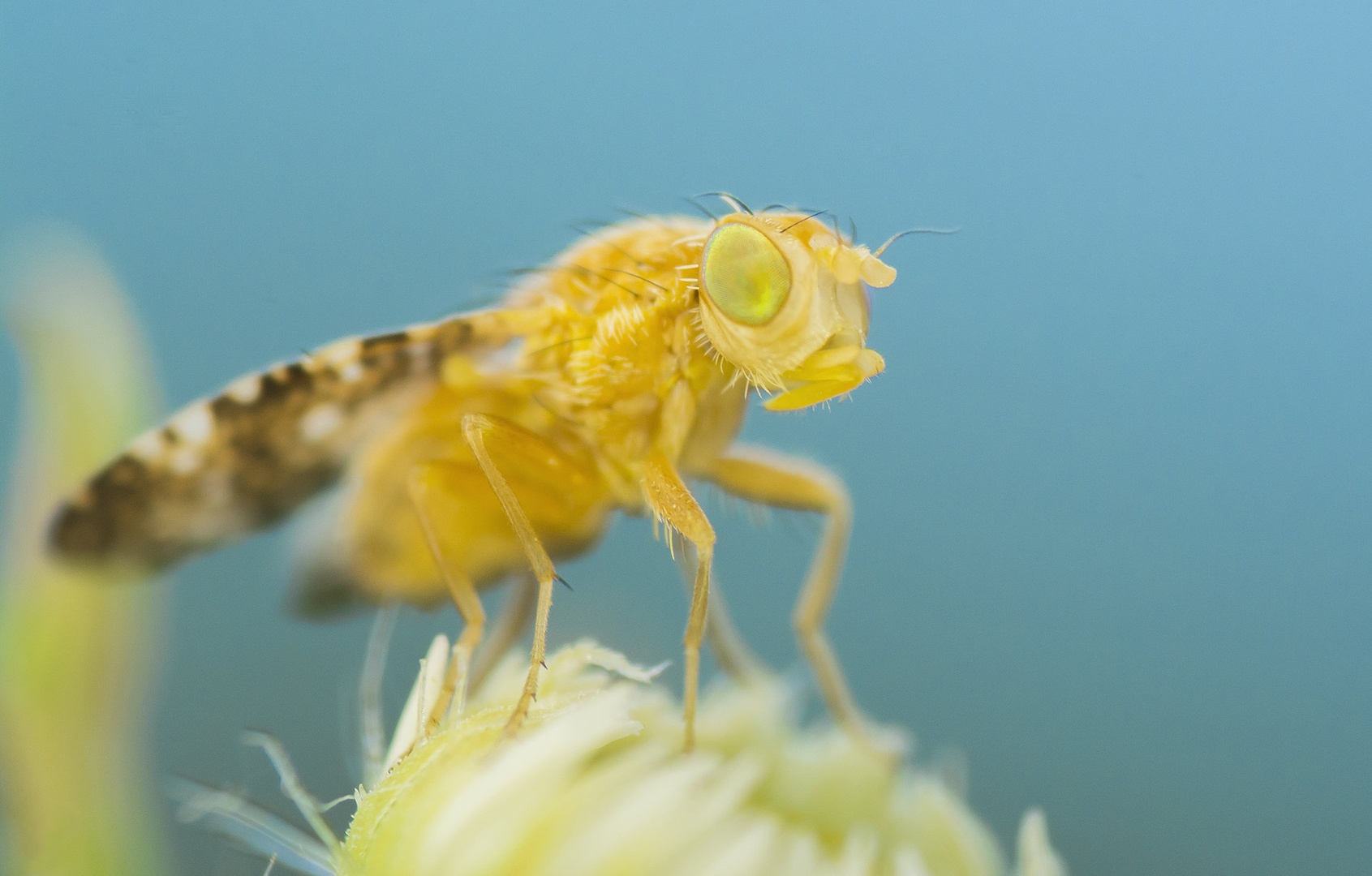 bzzzz by Bojan Morela
