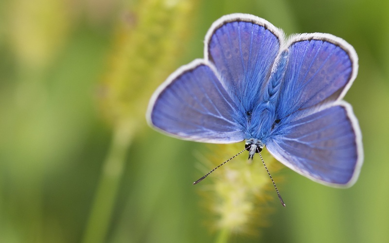 blue wings by Bojan Morela