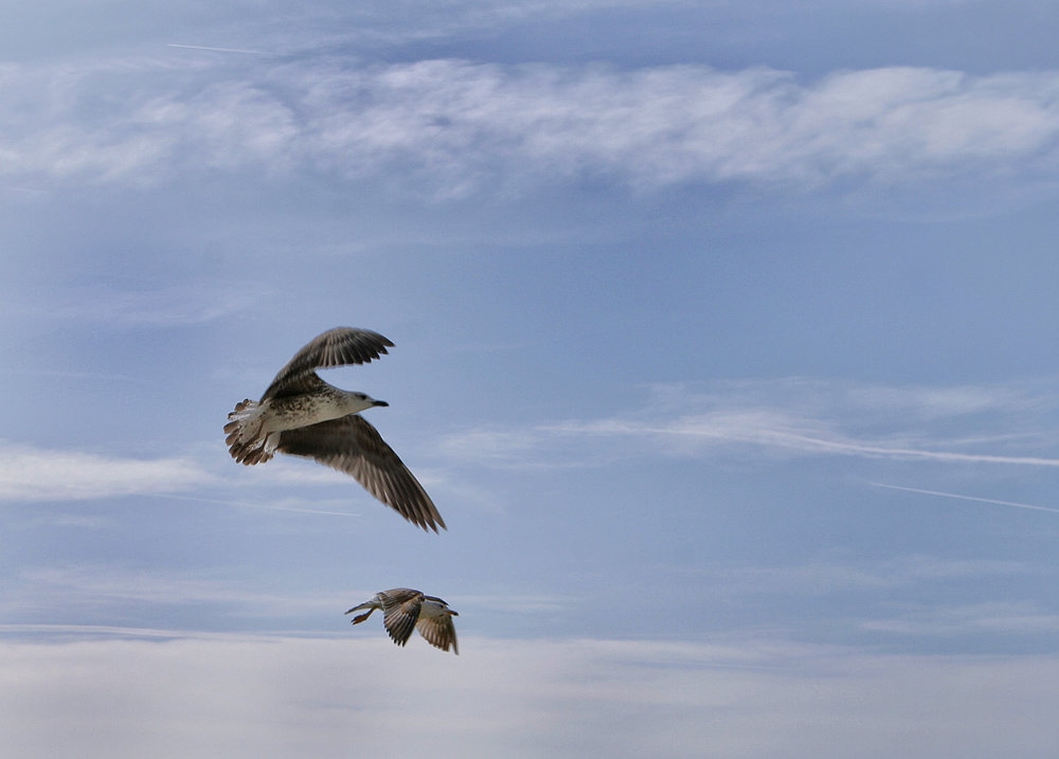 into the blue sky by Bojan Morela