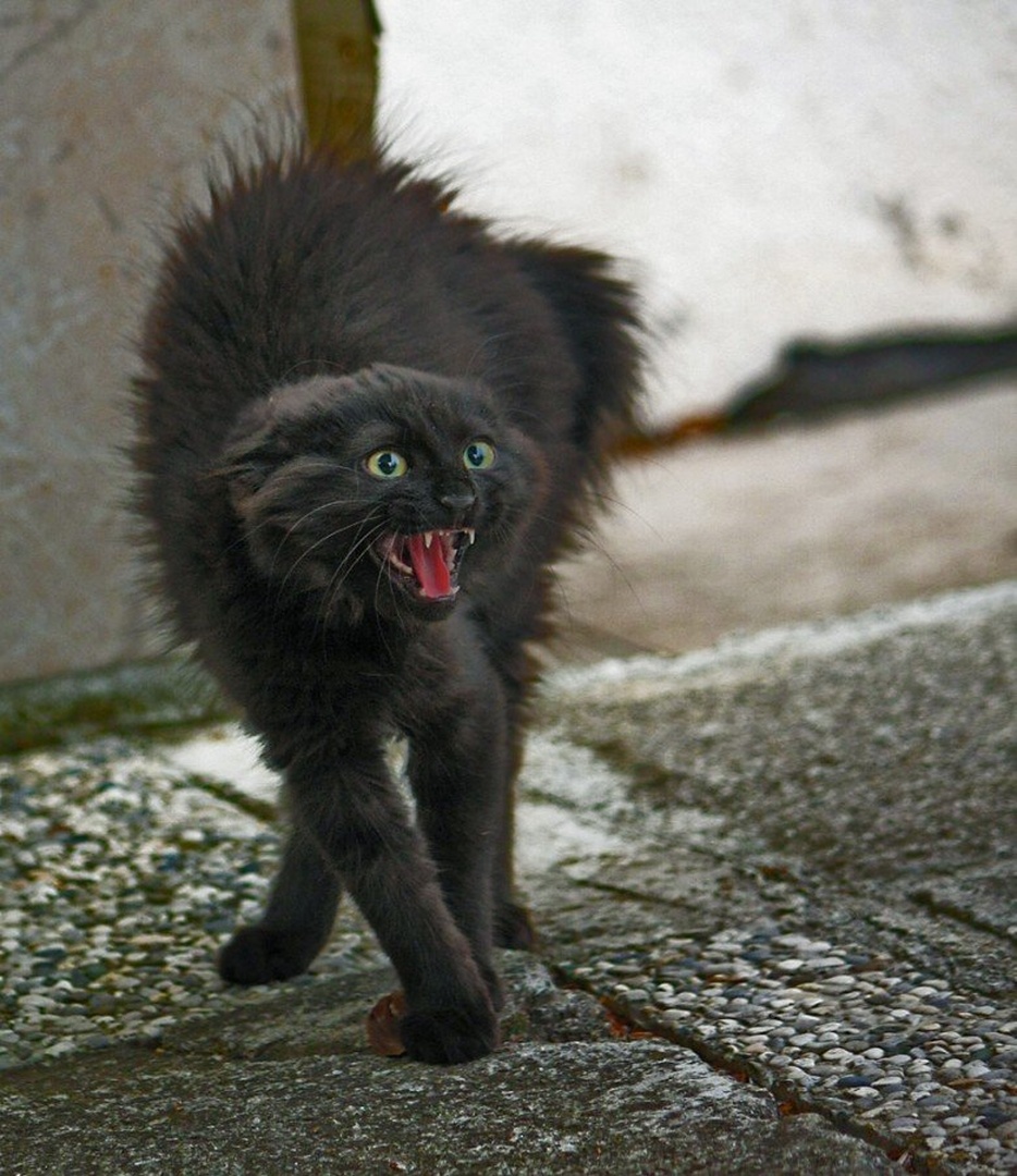 one angry cat by Bojan Morela