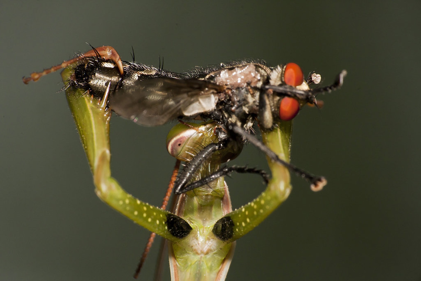 Plen by Bojan Morela
