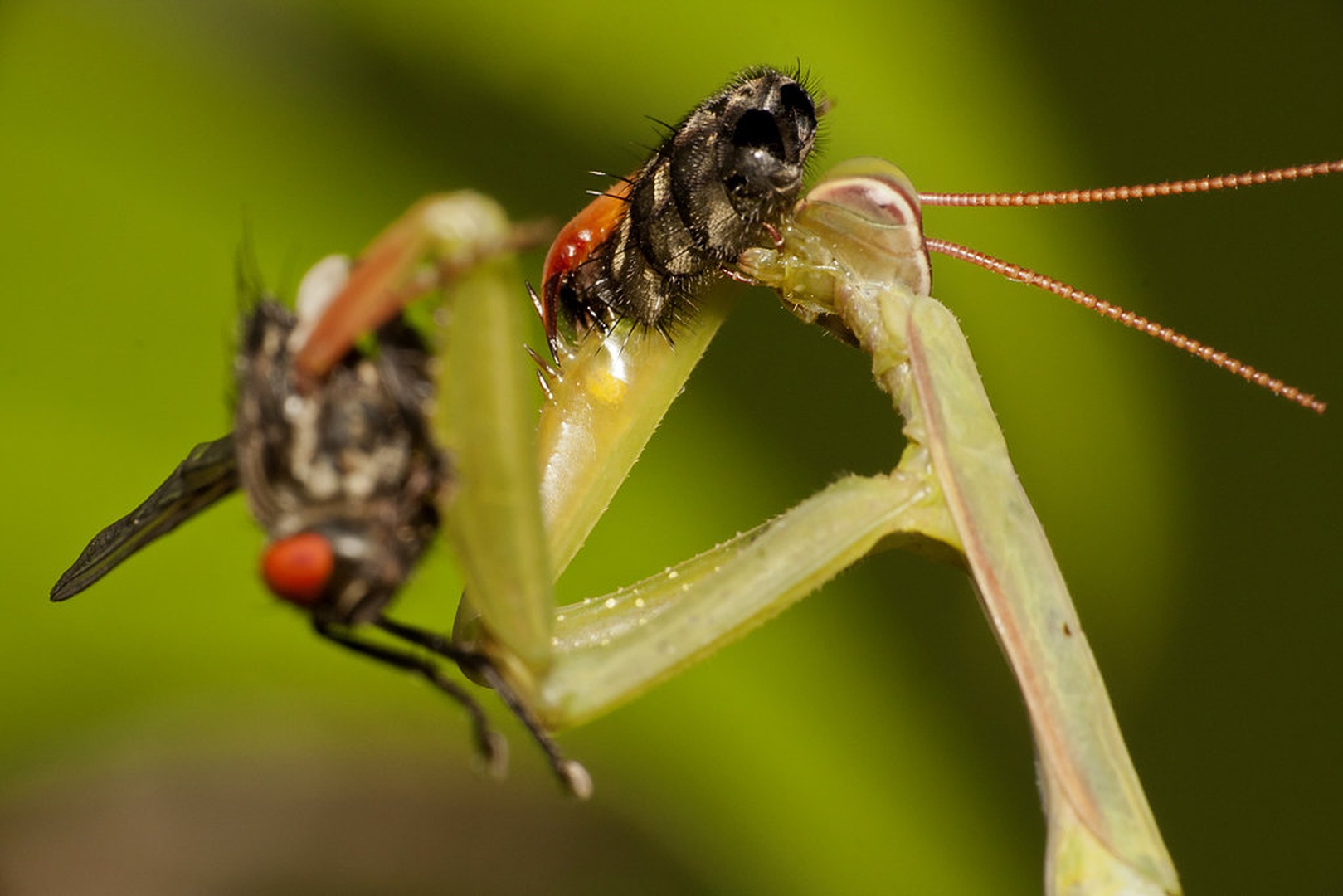 Plen 2 by Bojan Morela