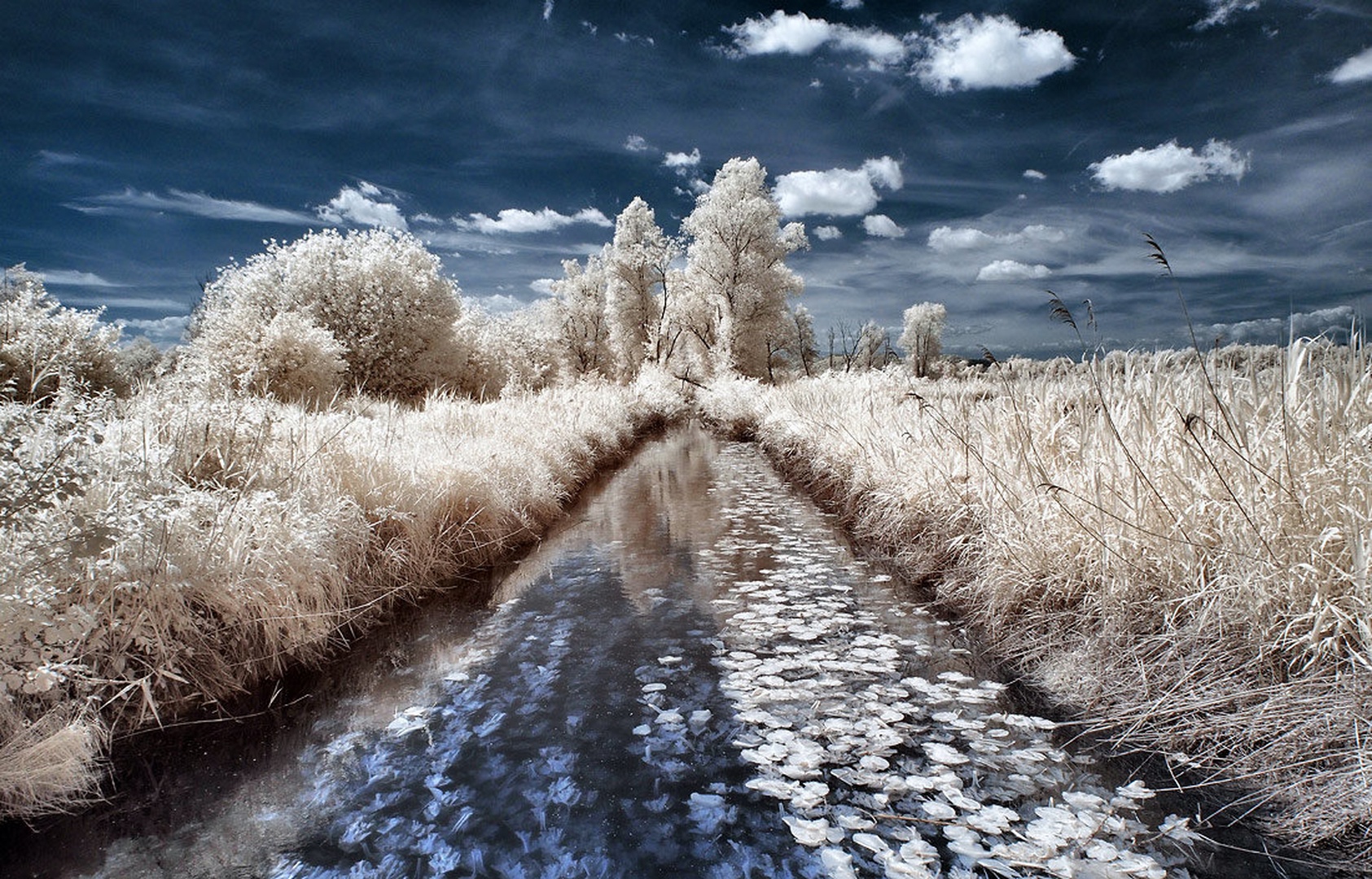 ir7 by