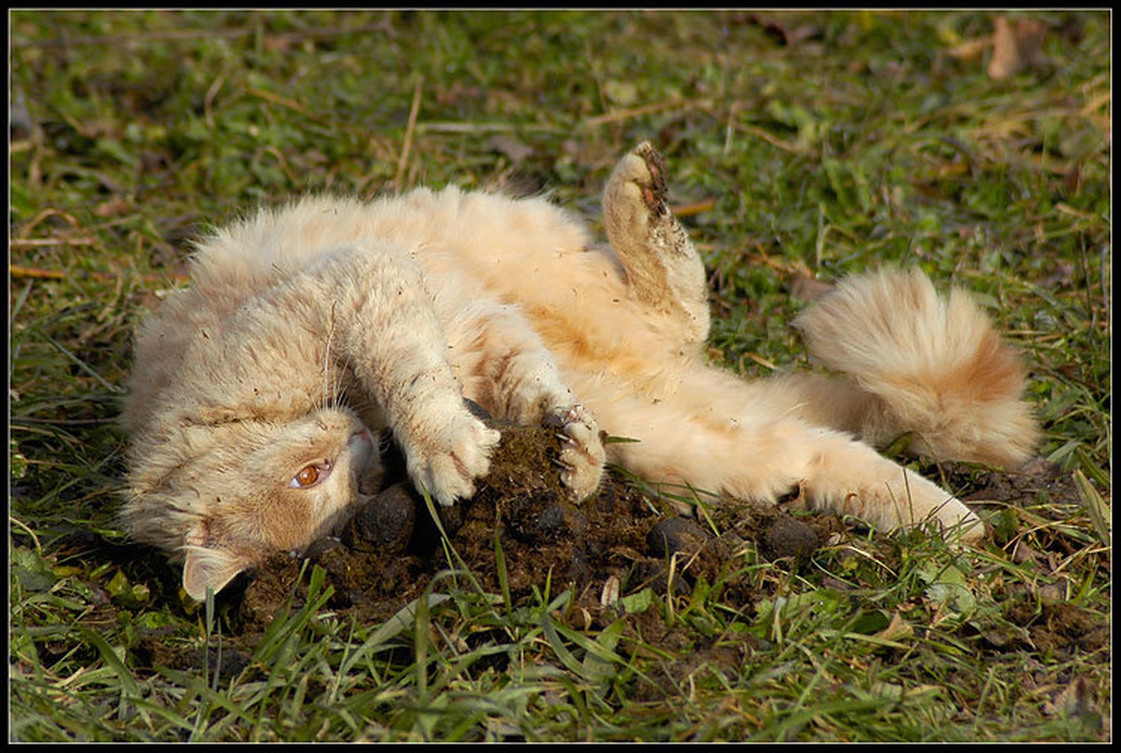 mačka uživa by
