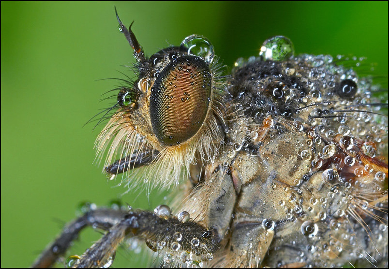 Asilidae by