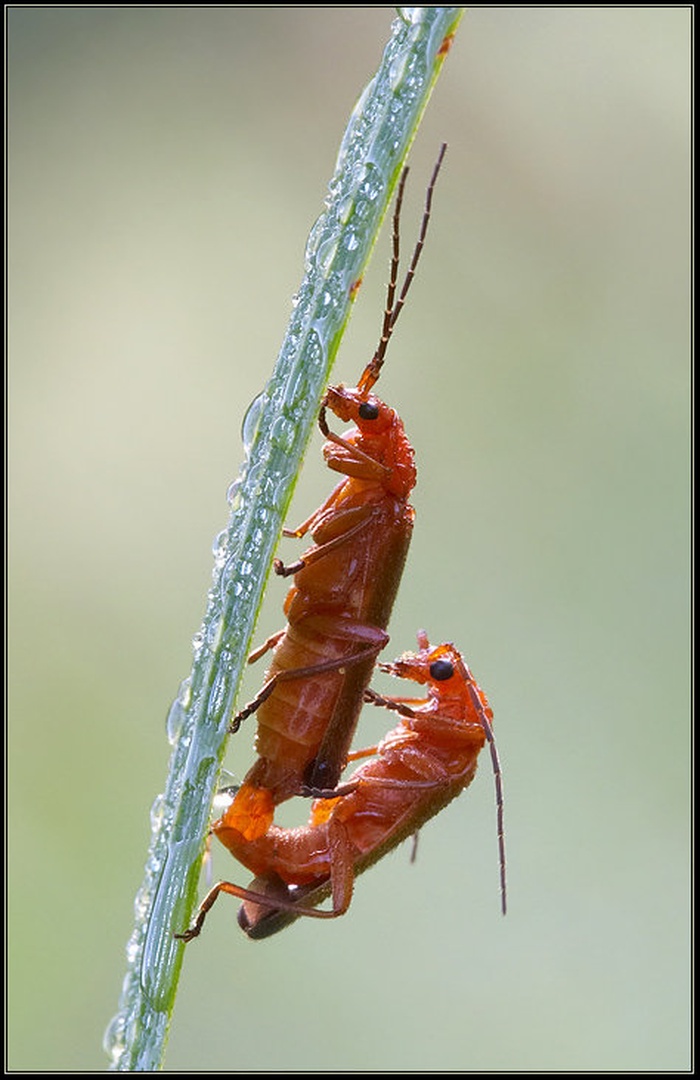 parjenje Rhagonycha fulva by