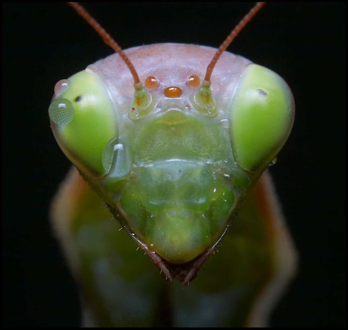 Bogo - portret by