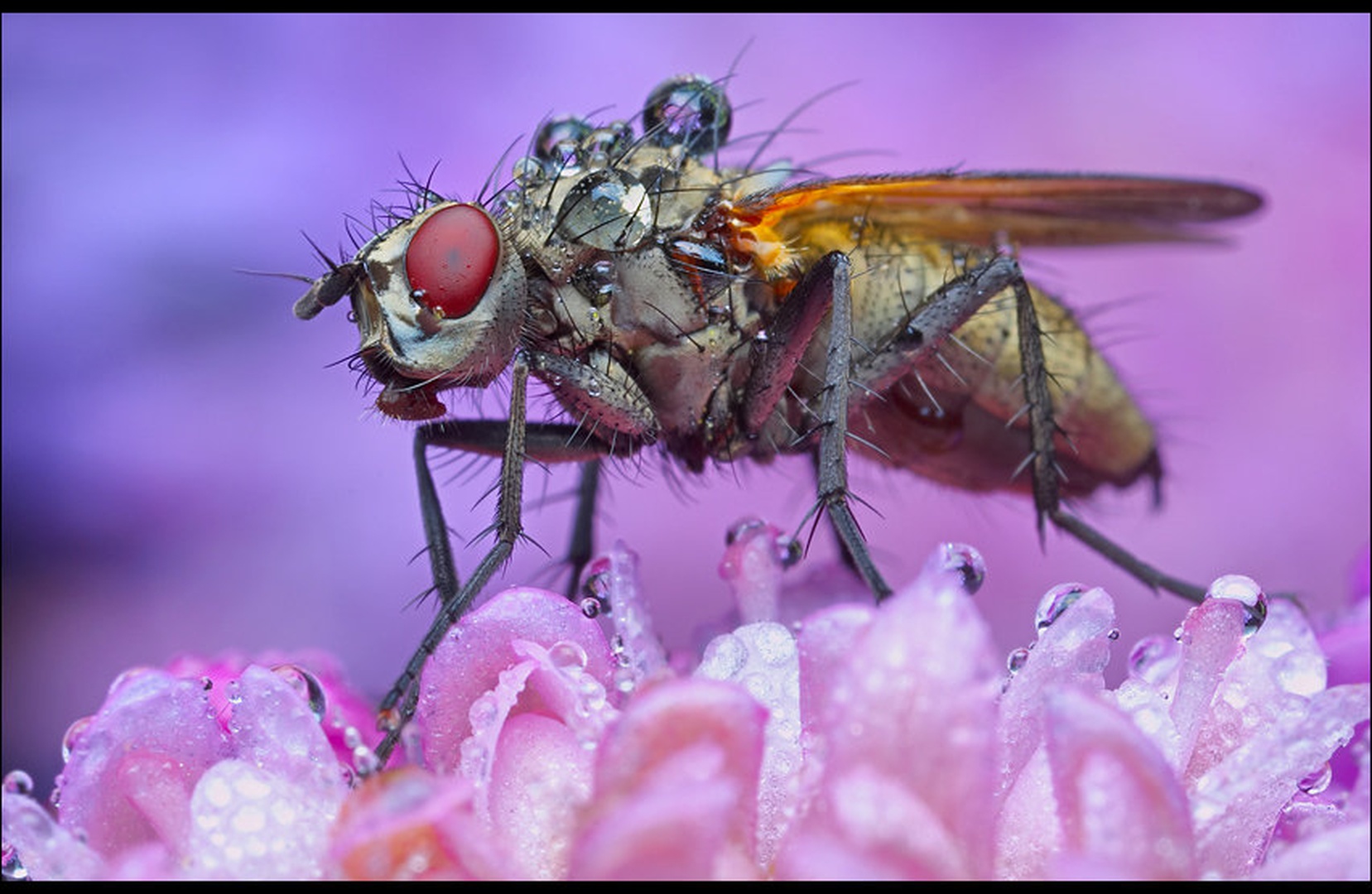 fly by