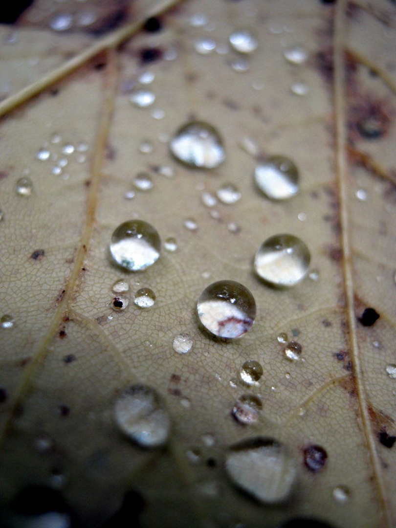 Raindrops by Nina Pangeršič