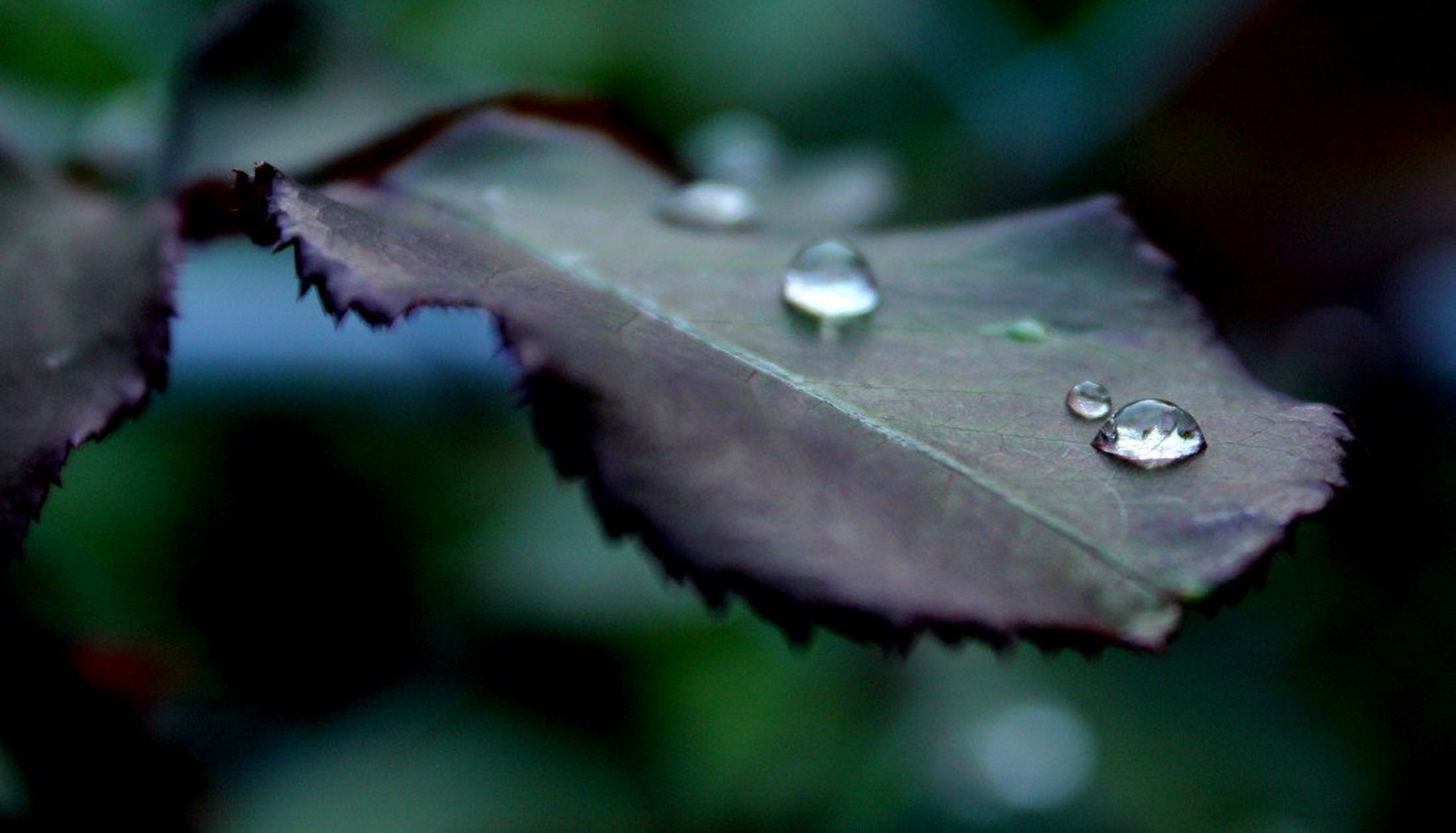 After rain by Nina Pangeršič