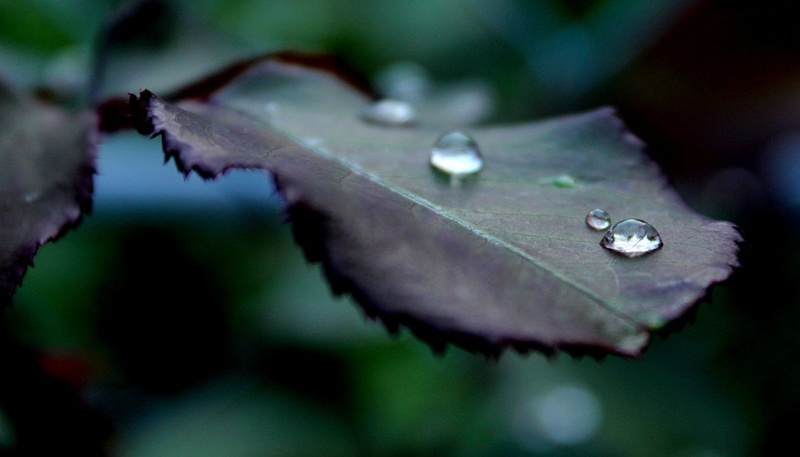 After rain by Nina Pangeršič