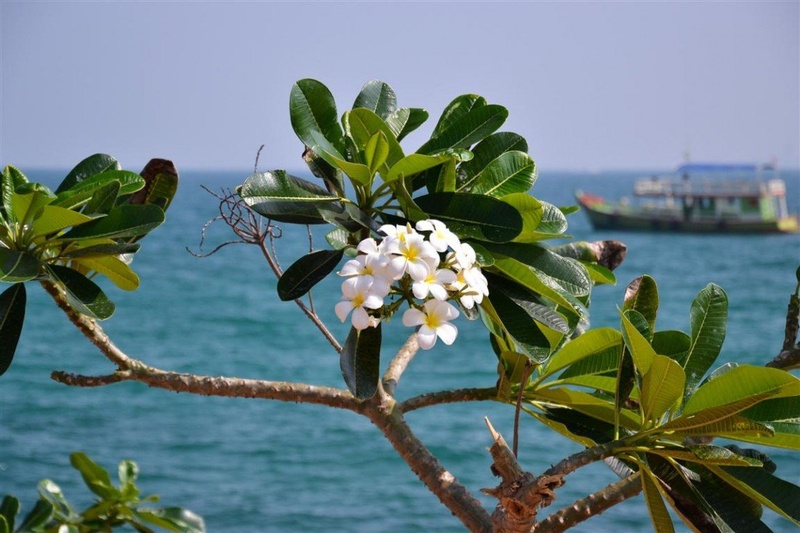 I see white flower... by Primož Njegač