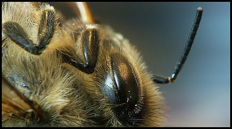 Bee by abakus