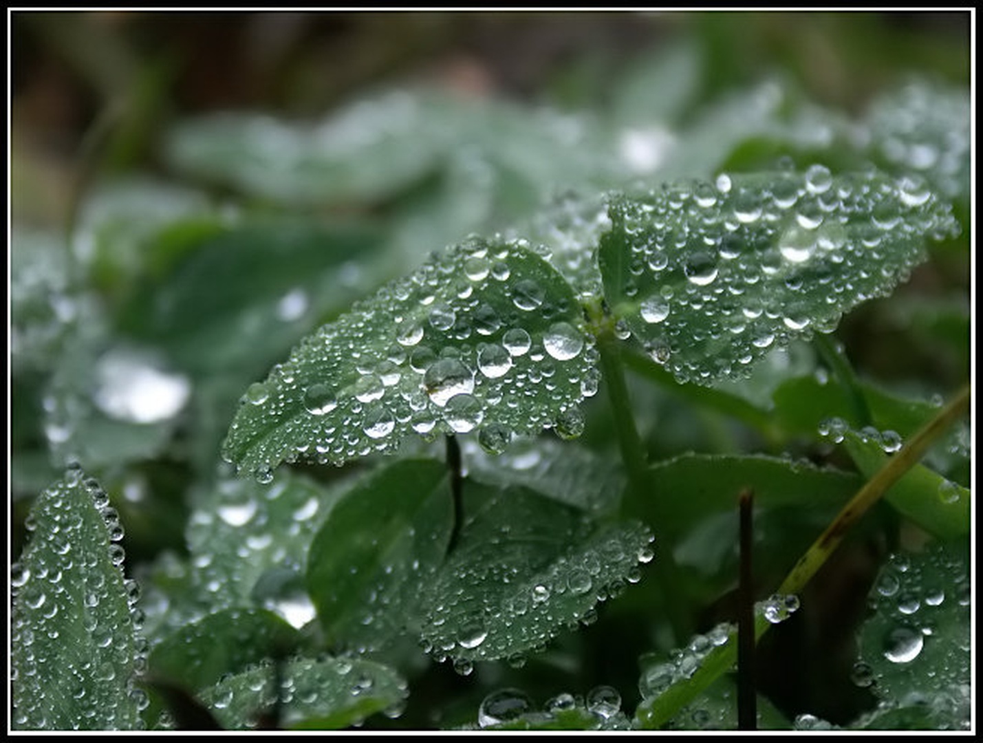 Drops by