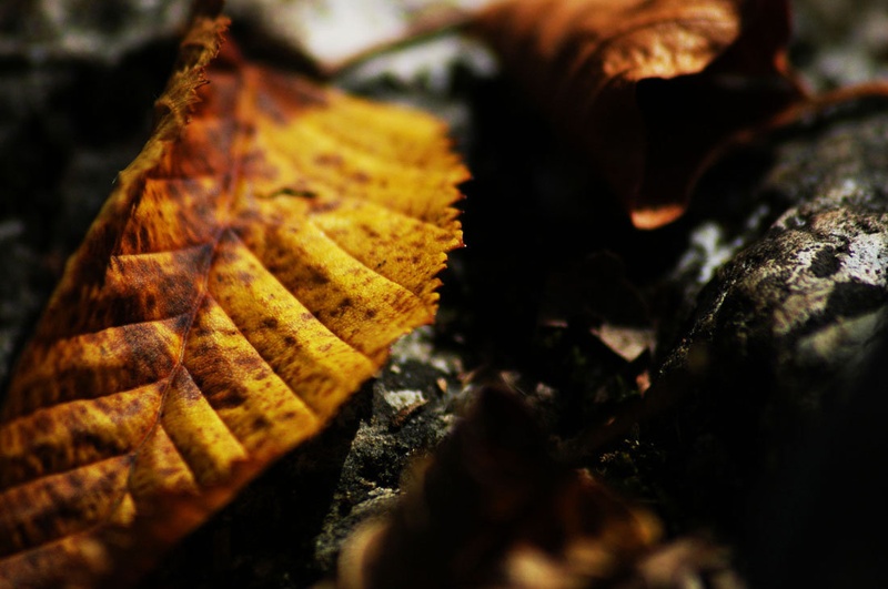 Dust To Dust by wess