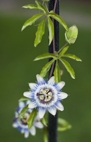 Reaching the top by Tomaž Bosio