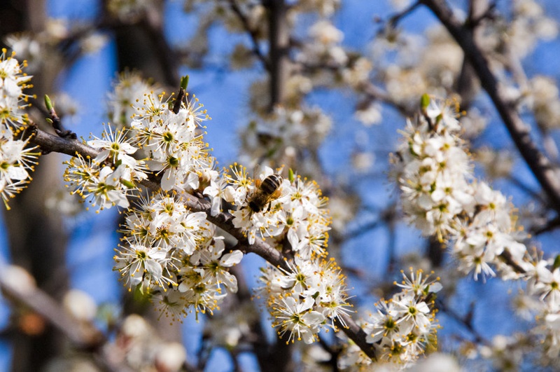 spring... by Tomaž Bosio