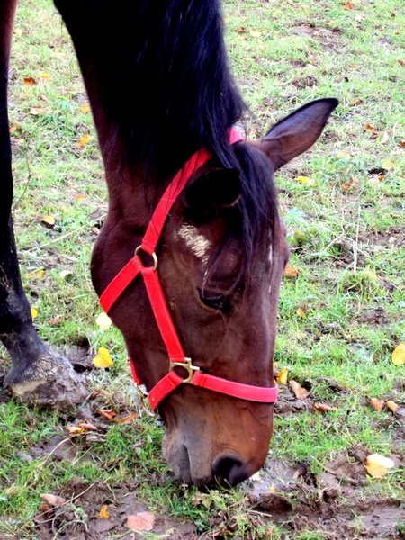 konj by Neža Orešnik
