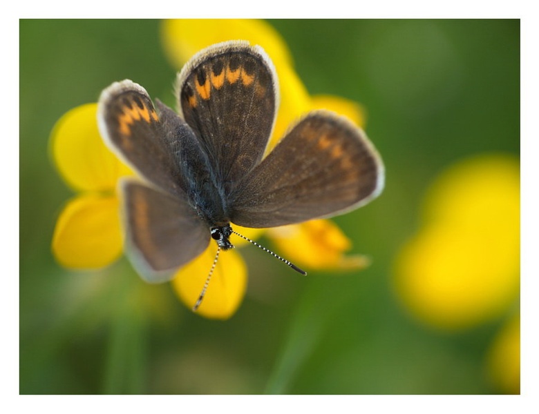 Yellow and Green by Marko Buntic