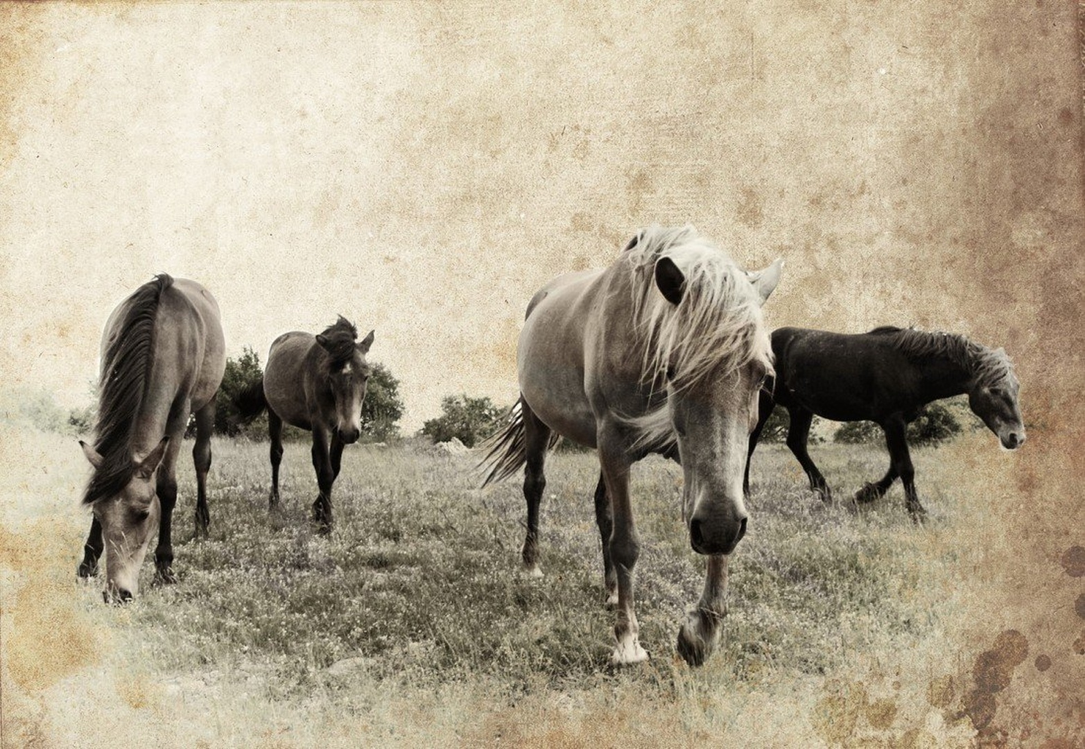 4 Wild Steeds by Marko Buntic