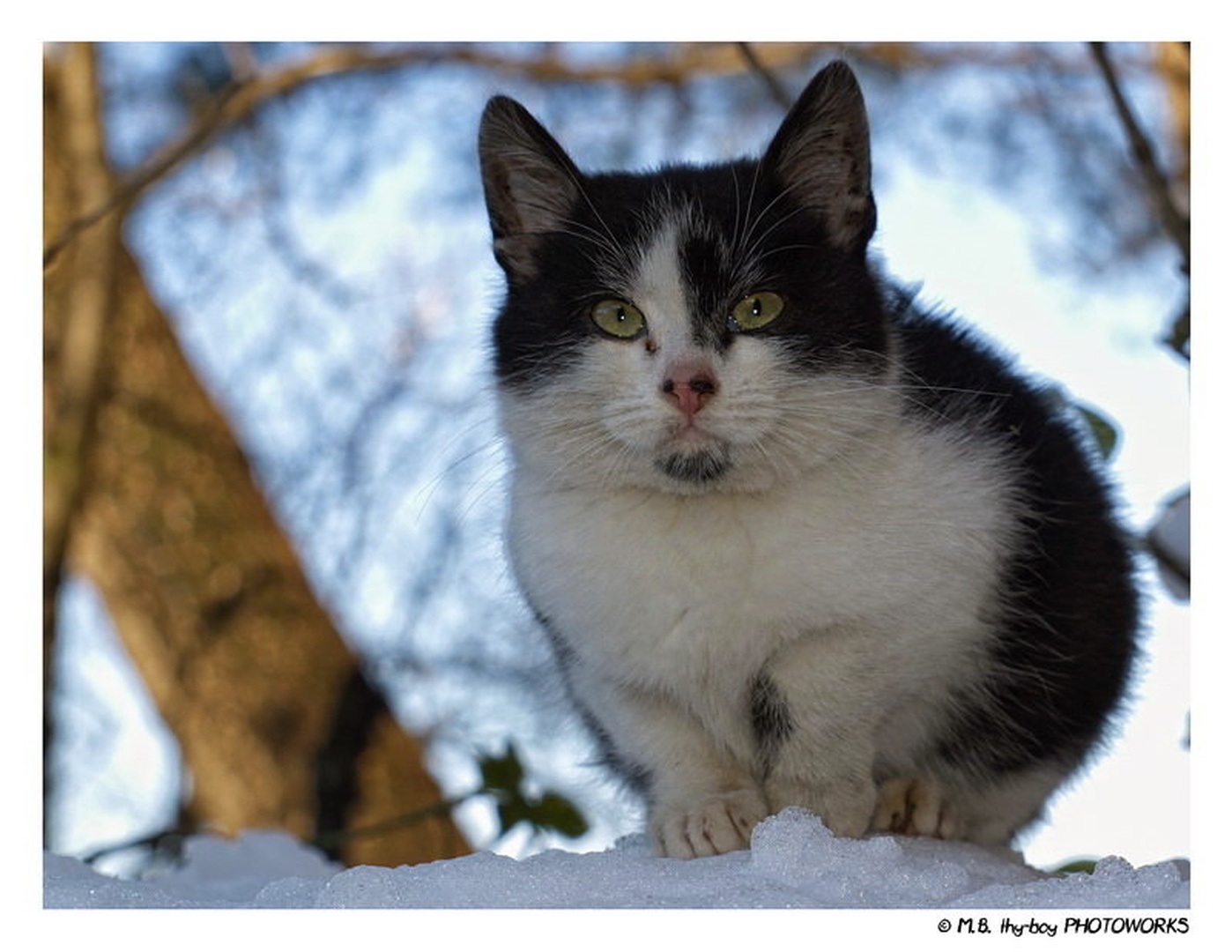 Furrball by Marko Buntic