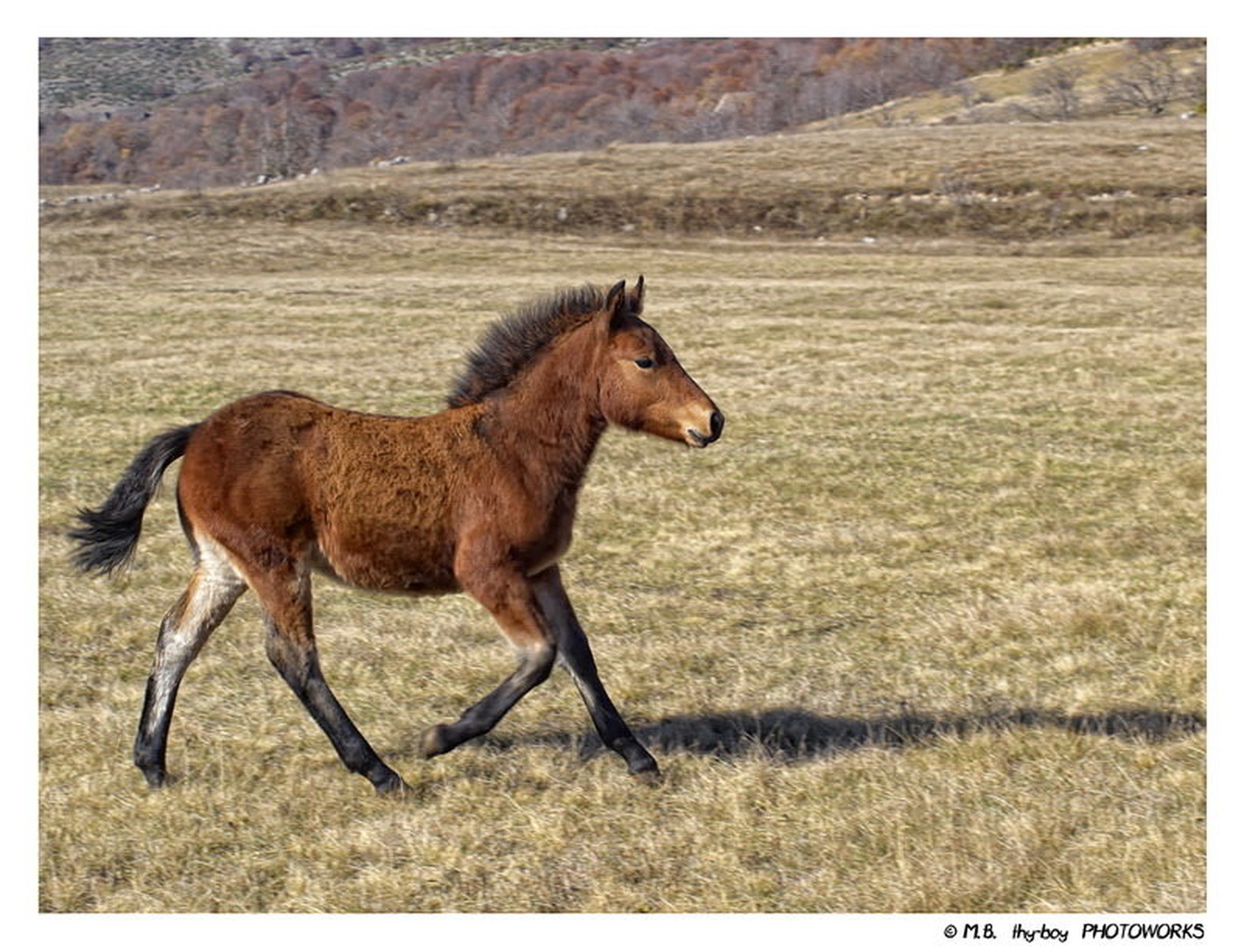 Brown Pony by Marko Buntic
