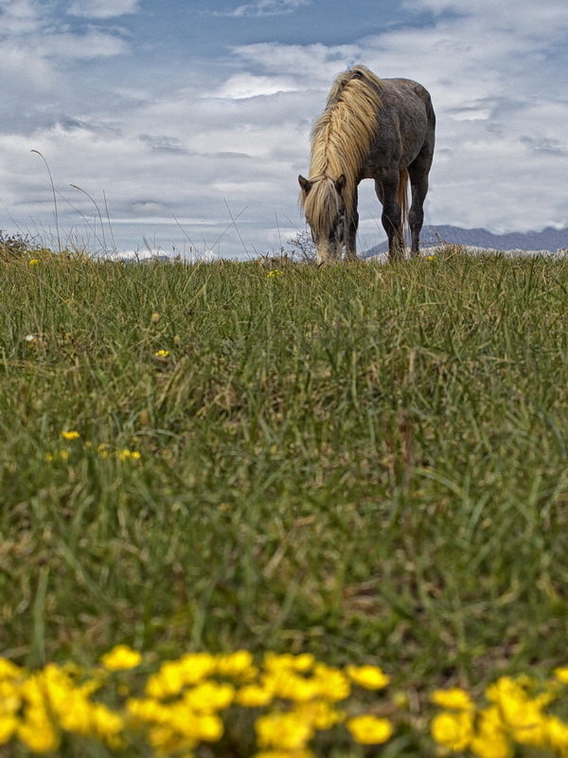 A Horse of Course by Marko Buntic