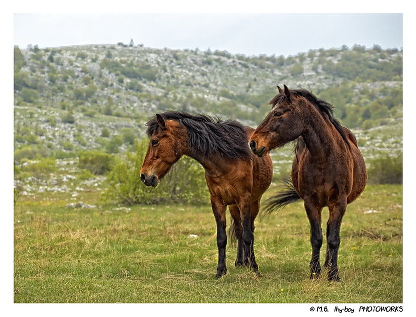the Brown Brothers by Marko Buntic